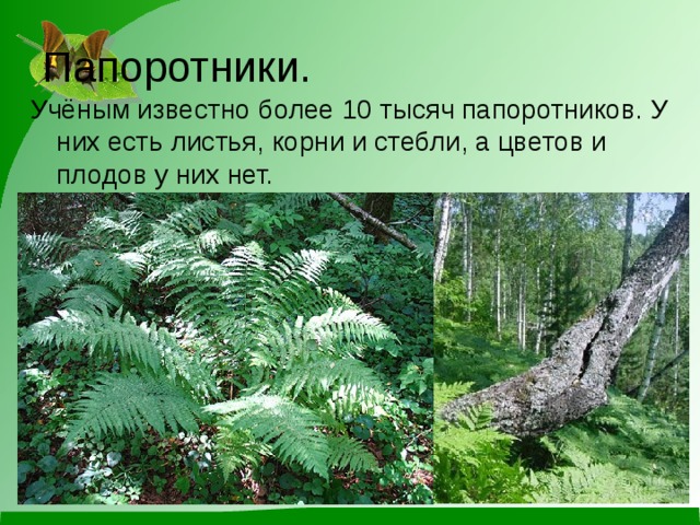 Папоротники. Учёным известно более 10 тысяч папоротников. У них есть листья, корни и стебли, а цветов и плодов у них нет. 