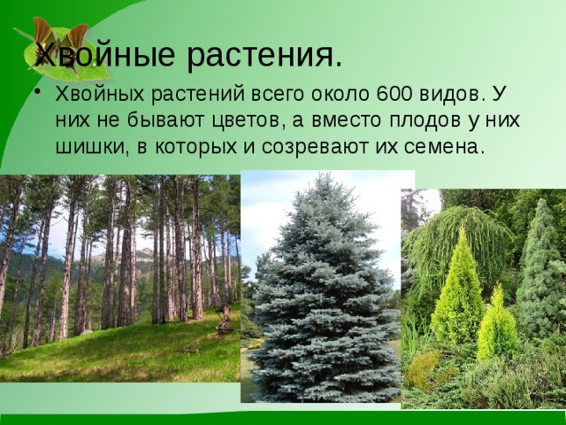 Хвойные растения. Хвойных растений всего около 600 видов. У них не бывают цветов, а вместо плодов у них шишки, в которых и созревают их семена. 