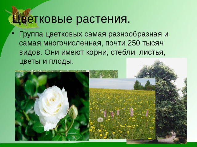 Презентация к уроку окружающего мира "Цветковые и хвойные растения", 2 класс, УМ
