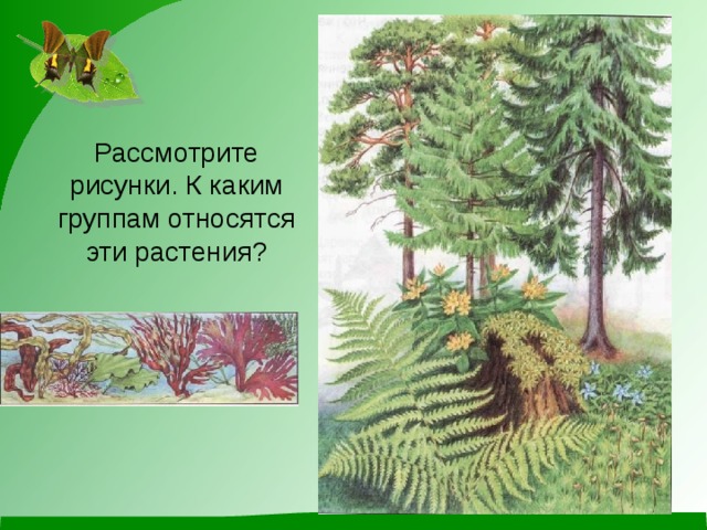 Рассмотрите рисунки. К каким группам относятся эти растения?  