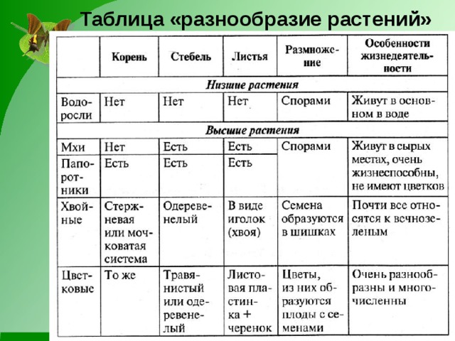 Число видов растений. Таблица разнообразие растений. Многообразие растений в природе таблица. Многообразие низших растений таблица. Разнообразие растений 6 класс.