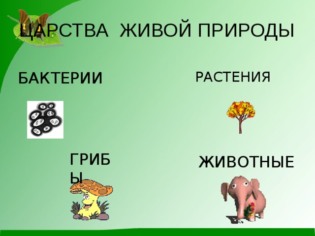 ЦАРСТВА ЖИВОЙ ПРИРОДЫ БАКТЕРИИ РАСТЕНИЯ ГРИБЫ ЖИВОТНЫЕ 