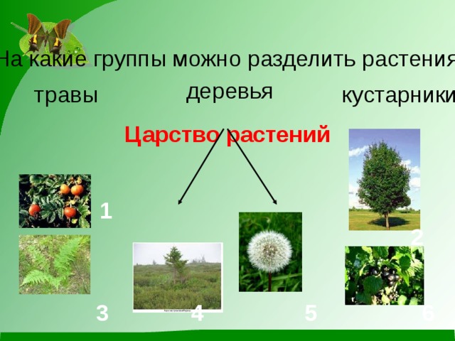 План конспект урока по окружающему миру 3 класс разнообразие растений