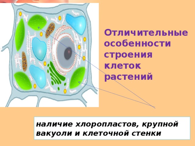 Клеточная стенка вакуоли