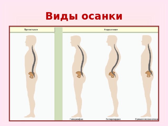 Класс биология осанка