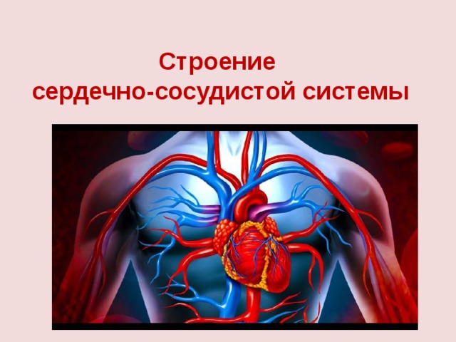 Развитие сердечно сосудистой системы. Строение и функции сердечно-сосудистой системы. Сердечно сосудистая система анатомия. Строение сосудов ССС. Строение сердечно сосудтстой системычеловека.