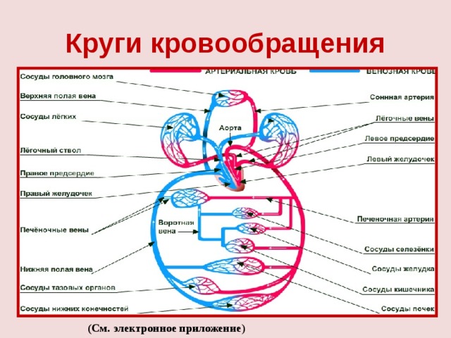 Круги кровообращения кислород