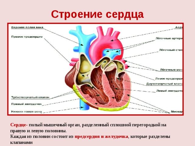 Сердце человека разделено сплошной перегородкой на левую