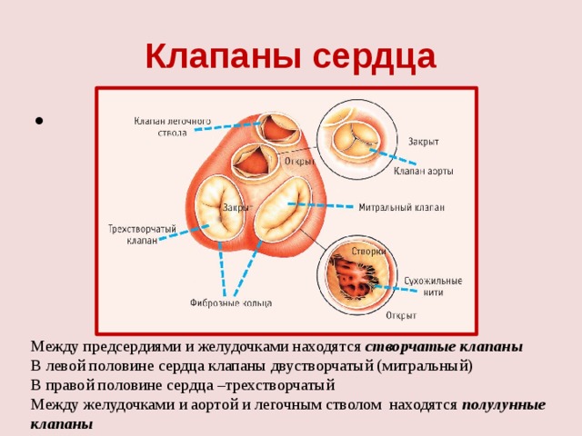 Клапаны расположенные между предсердиями и желудочками. Между предсердиями и желудочками сердца расположены клапаны. Какие клапаны расположены между предсердиями и желудочками сердца. Клапан между левым желудочком и левым предсердием. Клапаны между предсердиями и желудочками в сердце.