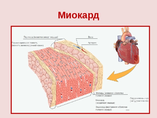 Где находится сердечная мышца у человека фото