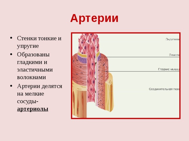 Стенка вен более тонкая схема