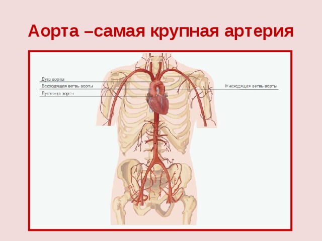 Наиболее крупные артерии