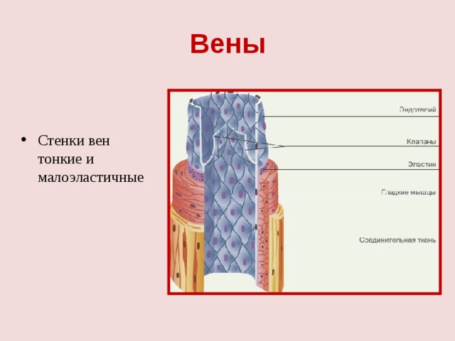 Вены строение