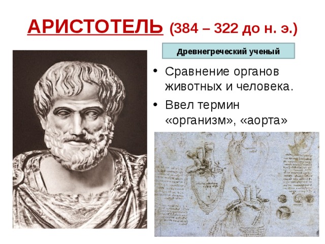 АРИСТОТЕЛЬ  (384 – 322 до н. э.) Древнегреческий ученый Сравнение органов животных и человека. Ввел термин «организм», «аорта» 