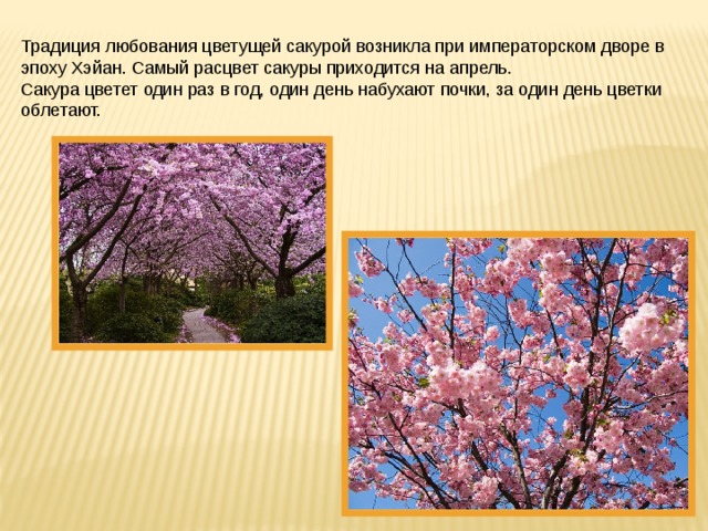 Традиция любования цветущей сакурой возникла при императорском дворе в эпоху Хэйан. Самый расцвет сакуры приходится на апрель. Сакура цветет один раз в год, один день набухают почки, за один день цветки облетают. 