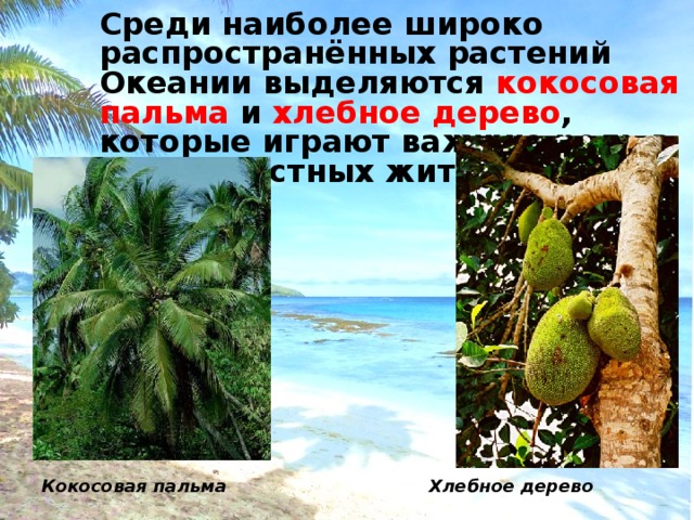 Среди наиболее широко распространённых растений Океании выделяются кокосовая пальма и хлебное дерево , которые играют важную роль в жизни местных жителей.  Кокосовая пальма    Хлебное дерево 