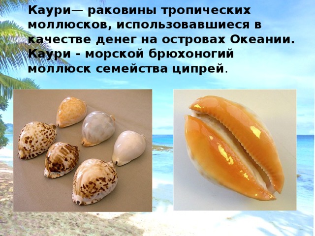 Каури — раковины тропических моллюсков, использовавшиеся в качестве денег на островах Океании. Каури - морской брюхоногий моллюск семейства ципрей .  