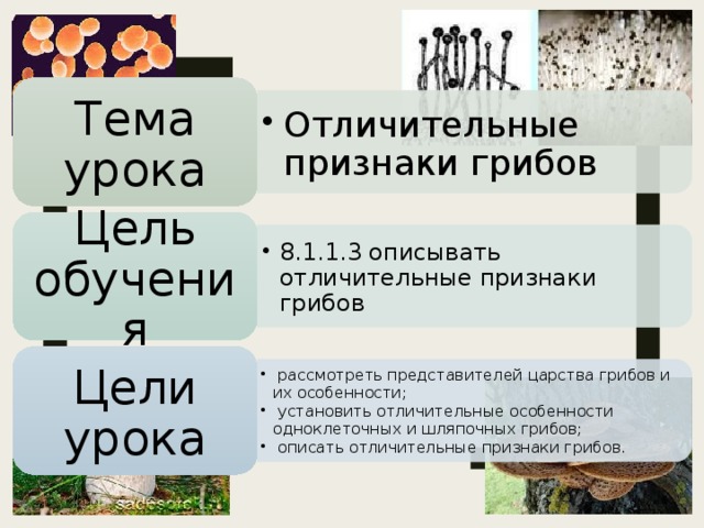 Рассмотрите изображения шести представителей мира грибов предложите основание согласно которому