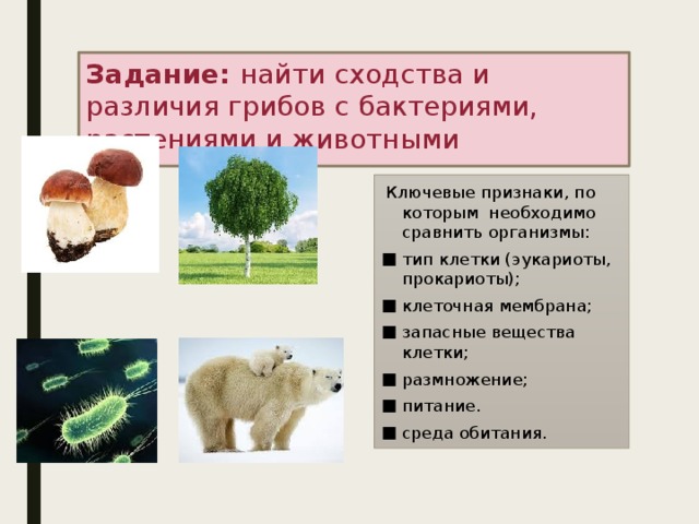 Сходство и различие бактерий и растений. Сходство грибов и животных. Сходства и различия грибов и растений и животных таблица. Сходство между растениями и животными.