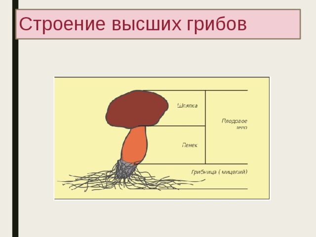 Рисунок гриба для биологии