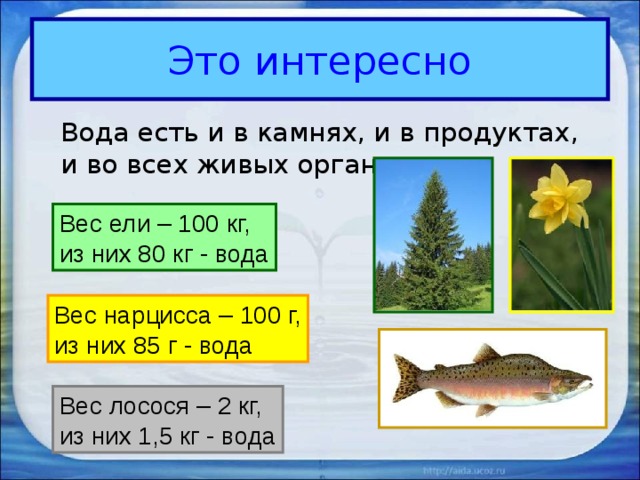 Это интересно  Вода есть и в камнях, и в продуктах, и во всех живых организмах. Вес ели – 100 кг, из них 80 кг - вода Вес нарцисса – 100 г, из них 85 г - вода Вес лосося – 2 кг, из них 1,5 кг - вода 