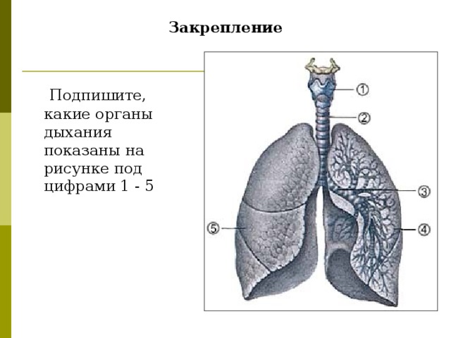 Закрепление  Подпишите, какие органы дыхания показаны на рисунке под цифрами 1 - 5