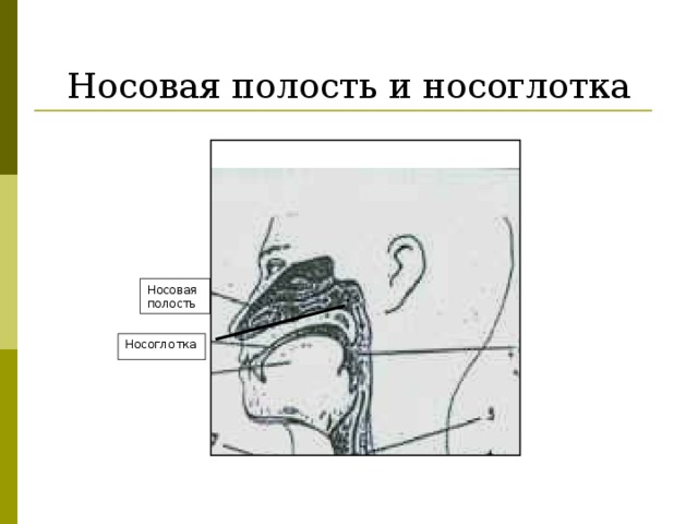 Носовая полость и носоглотка Носовая полость Носоглотка