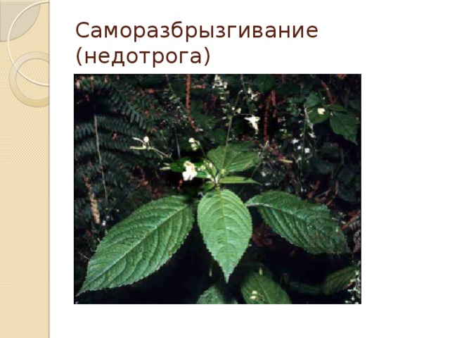 Саморазбрызгивание (недотрога) 