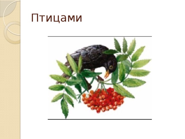 Птицами 