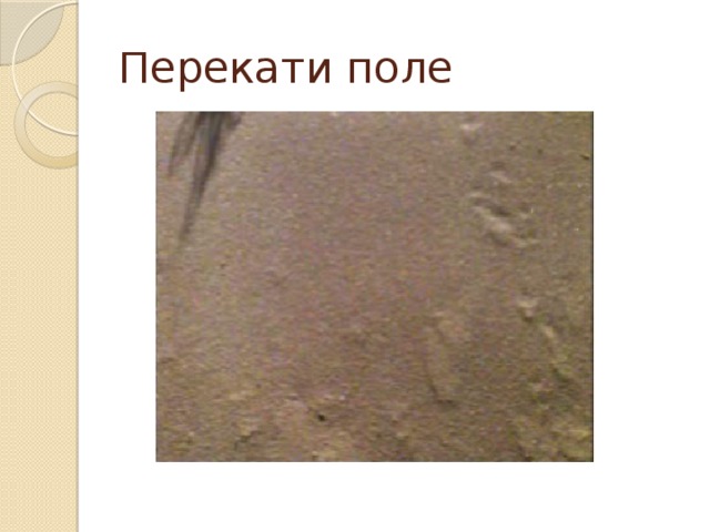 Перекати поле 