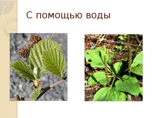 С помощью воды 