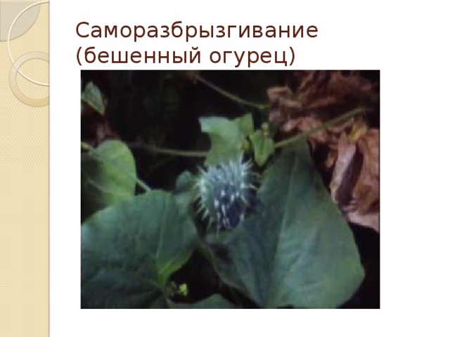 Саморазбрызгивание (бешенный огурец) 