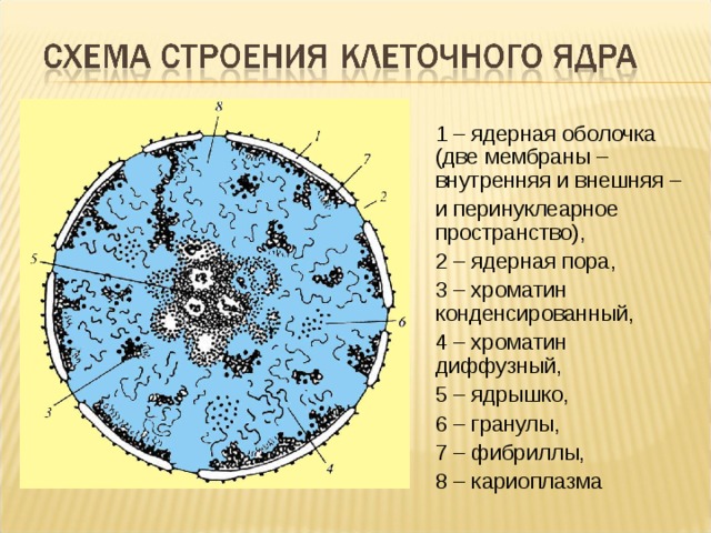 1 – ядерная оболочка (две мембраны – внутренняя и внешняя – и перинуклеарное пространство), 2 – ядерная пора, 3 – хроматин конденсированный, 4 – хроматин диффузный, 5 – ядрышко, 6 – гранулы, 7 – фибриллы, 8 – кариоплазма 
