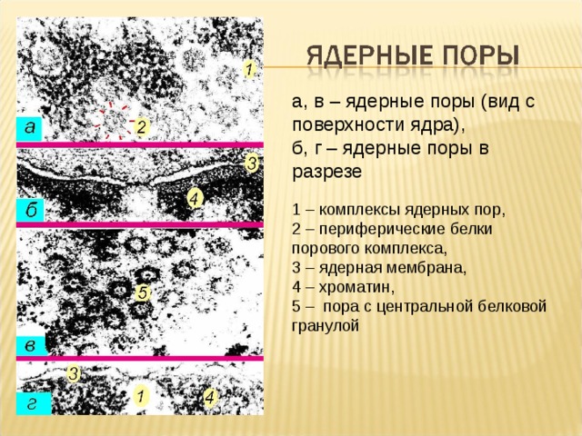 В ядрах be 9 4. Комплекс поры ядерной оболочки строение. Строение порового комплекса ядра. Строение ядерного порового комплекса. Строение порового комплекса ядерной поры.