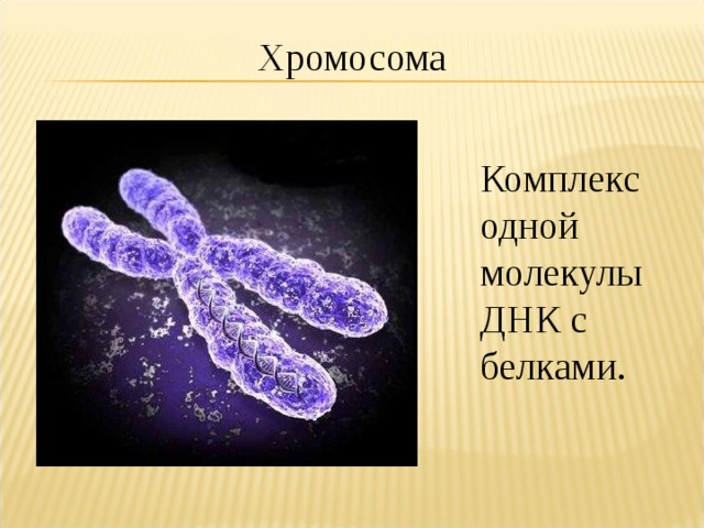Хромосома Комплекс одной молекулы ДНК с белками. 