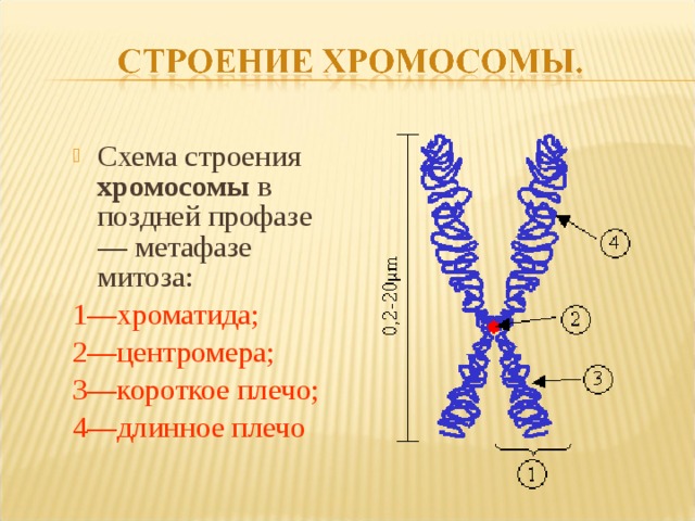 Схема строения хромосомы в поздней профазе — метафазе митоза: 1—хроматида; 2—центромера; 3—короткое плечо; 4—длинное плечо 