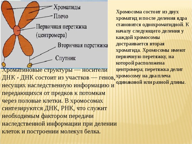 2 дочерние хромосомы. Функции хроматиды в хромосоме. Хромосома и хроматида. Хромосомы состоят из двух хроматид. Из чего состоит хроматида.