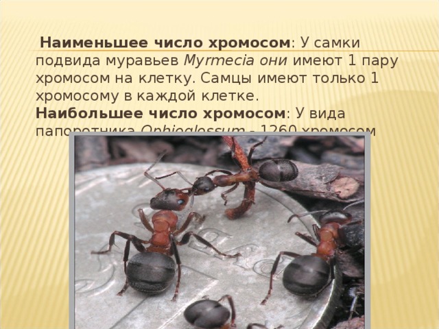  Наименьшее число хромосом : У самки подвида муравьев Myrmecia они имеют 1 пару хромосом на клетку. Самцы имеют только 1 хромосому в каждой клетке.  Наибольшее число хромосом : У вида папоротника Ophioglossum - 1260 хромосом 