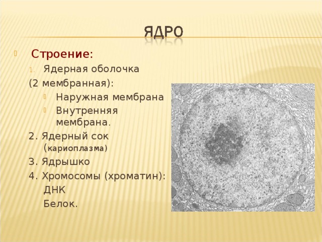 Строение: Ядерная оболочка Ядерная оболочка (2 мембранная): (2 мембранная): Наружная мембрана Внутренняя мембрана . Наружная мембрана Внутренняя мембрана . Наружная мембрана Внутренняя мембрана . 2. Ядерный сок ( кариоплазма) 3. Ядрышко 4. Хромосомы (хроматин): 2. Ядерный сок ( кариоплазма) 3. Ядрышко 4. Хромосомы (хроматин): ДНК Белок. ДНК Белок. ДНК Белок. 