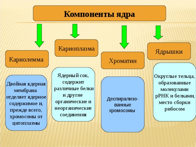 Главным компонентом ядра являются. Структурные компоненты ядра кариолемма кариоплазма ядрышко хроматин. Компоненты клеточного ядра. Структурные компоненты ядра клетки. Кариолемма функции структура.