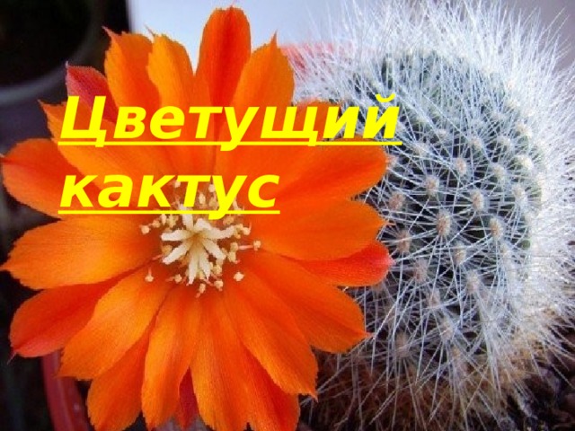 Цветущий кактус   