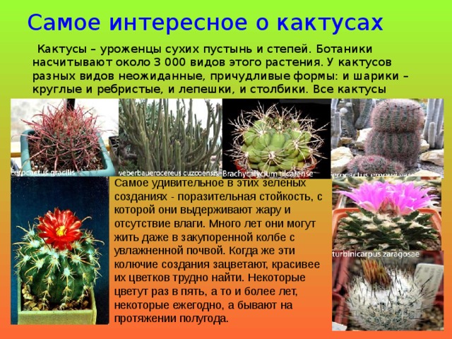 Рассказ про кактус 2 класс. Доклад про Кактус. Интересные факты о кактусах. Интересные факты о кактусах для детей. Интересные сведения о кактусе.