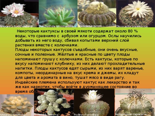  Некоторые кактуксы в своей мякоти содержат около 80 % воды, что сравнимо с арбузом или огурцом. Ослы научились добывать из него воду, сбивая копытами верхний слой растения вместе с колючками.  Плоды некоторых кактусов съедобные, они очень вкусные, сочные и полезные. Жёлтые и красные по цвету плоды напоминают грушу с колючками. Есть кактусы, которые по вкусу напоминают клубнику, из них делают прохладительные напитки. Плоды кактусов едят сырыми, из них варят варенье, компоты, неординарные на вкус крема и джемы, их кладут для цвета и аромата в вино, тушат мясо в виде рагу. Индейские племена используют кактус как лекарство и так же как наркотик, чтобы войти в дурманящее состояние во время обрядов. Двадцать видов кактусов - прекрасный антибиотик, которому подвластны некоторые сложные заболевания. На кактусах разводят тлю, из которой получается пищевой краситель.   