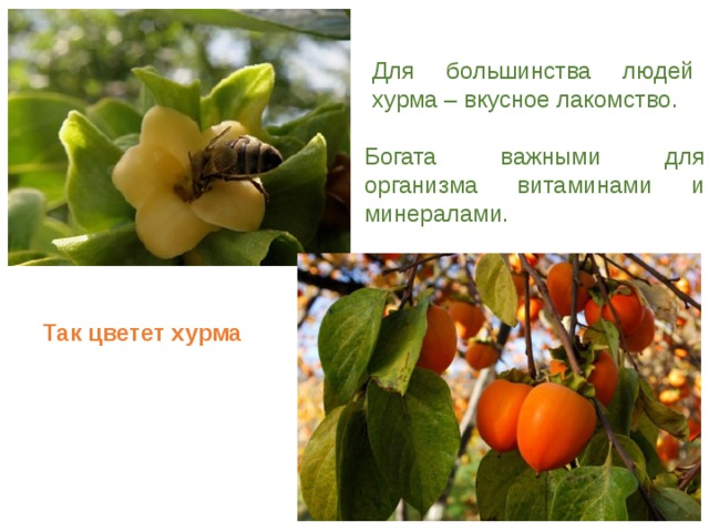 Для большинства людей хурма – вкусное лакомство. Богата важными для организма витаминами и минералами. Так цветет хурма 