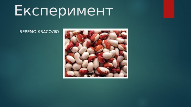 Експеримент Беремо квасолю. 