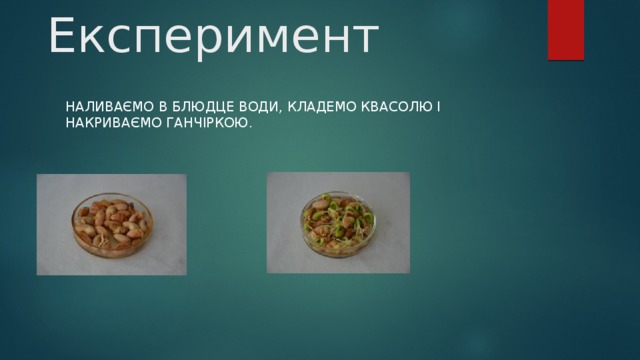 Експеримент Наливаємо в блюдце води, кладемо квасолю і накриваємо ганчіркою. 