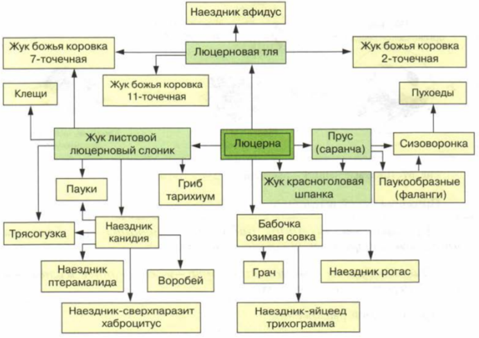 Схема 5 пищевая сеть лесного биоценоза