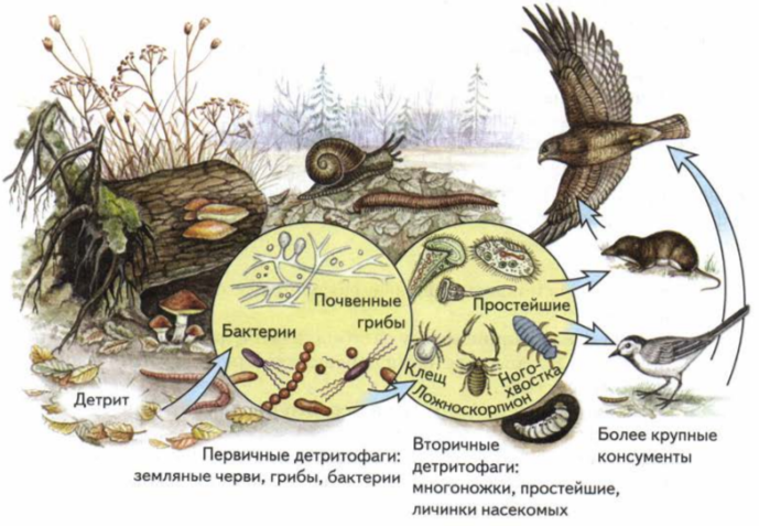 Продуцент детритофаг плотоядное животное. Пищевая сеть. Пищевая сеть биогеоценоза. Схему пищевой сети Лесной экосистемы. Почвенная пищевая сеть.