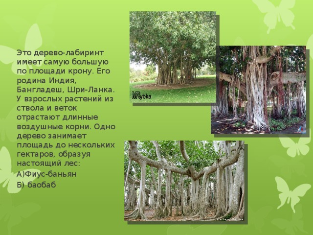 Это дерево-лабиринт имеет самую большую по площади крону. Его родина Индия, Бангладеш, Шри-Ланка. У взрослых растений из ствола и веток отрастают длинные воздушные корни. Одно дерево занимает площадь до нескольких гектаров, образуя настоящий лес: А)Фиус-баньян Б) баобаб 
