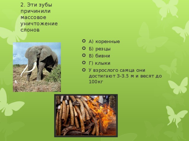 2. Эти зубы причинили массовое уничтожение слонов А) коренные Б) резцы В) бивни Г) клыки У взрослого самца они достигают 3-3.5 м и весят до 100кг 
